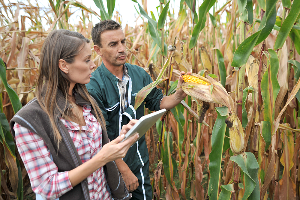 Por que os engenheiros devem usar o agronegócio para empreender?